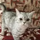 السلام عليكم ورحمة الله انا احتاج قطه للتبني يكون يا ذكر أو