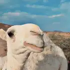 بكرة وضحا رمانية