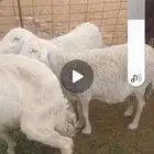 شياه حريات ثلاث تامه الموقع ثادق