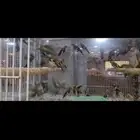 حساسين فراخ العمر 4 اشهر