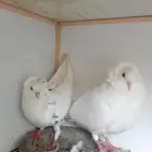 جوز بلجيكي او مولد ومنتج وانثى بط مصري