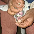 خروف عمر 7 شهور