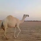 بكره جذعه باتليه