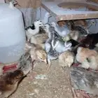 صوص لوهمان ابيض واحمر فرنسي