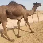 ثلاث بكار وحده مجهم لقيه وثنتين مفاريد اوفوق