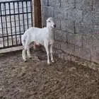 للبيع خروف لباني مقفل فل شحم ولحم
