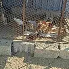 دجاج بلدي للبيع جمله وتفريق الصحه ممتازه السعر حسب العدد0563