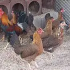 دجاج عربي ترقه اصيل