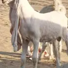 عرض فاخر طقم جفره _ وتيس حجازي أبيض أبرص
