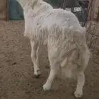 للبيع فحل حري مشروط