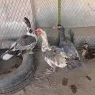 بط للبيع البيع جمله السعر على السوم