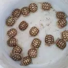سلاحف سولكاتا صغار
