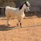 عنز دافع مشروكه