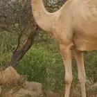 ناقة طيبة السن سدسه
