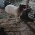 عنز والد وشاه مضرع