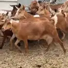 معزا للبيع
