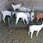 بهم ماعز للبيع