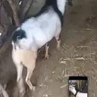 للبيع تيس لون الوعل فحل حار جدا