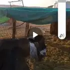 تيس عارضي طيب تام جرمه طيب الموقع ثادق