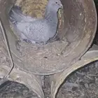 حمام جوز بارملي والذكر الي معه هجين مالتيز مع بارملي
