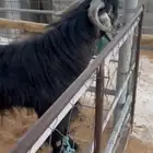 تيس عارضي فحل