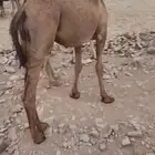 قعود على الحليب