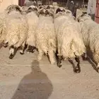 12 فحل نعيم شرط القريع أسنانه 2جذعان 1ثني 1رباع 8توهن سديس