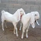 تيوس هولنديات فاخره ع سوم الموقع الجله