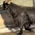 فحل ادغس اقشع