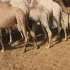 مجموعة بكار حقايق تصلح للقناي والذبح وحشو مفاريد طيبه عدد15
