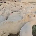 غنم حريات كفو 100تحتها25