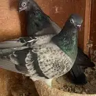 جوز فينا معه فرخين تم اللبيع تم اللبيع تم اللبيع تم اللبيع