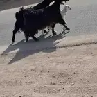 السلام عليكم معزه مطفل حدره جفره ومعزه حليب شرط وافر