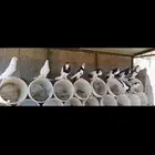 للبيع حمام نفاخ