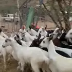 تيوس مندي بلدي