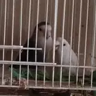 زوج روز للبيع