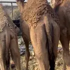 قعدان للبيع