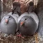 زغليل سلفر 10 اجواز