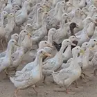 للبيع باب الشرشيري العمر من ثلاثه شهور ونص اربعه العدد300 جو