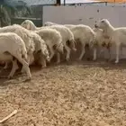 ضان حرش دفيع