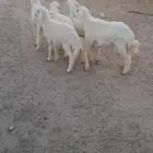 للبيع بهم تربيه نضاف وشحم