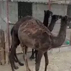 حشوان مجاهيم للبيع