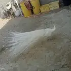 طاوس ذكر منتج عمره فوق ثلاث سنوات شرط