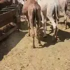 قعدان مفاريد طيبه للمناسبات العدد عشره 10