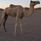 ناقه مهجنه