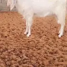 فحل ابيض ابرص خصم