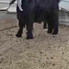 لعشاق العوارض جذع عارض فاااخر و معرف