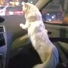 السلام عليكم.. قط شيرازي تربية منزل.. معقم ونظيف.. ودود جدا