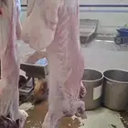 ذبائح فاخره نعيمي أو حري او نجدي تيوس بلادي نذر أو زواج صدقه