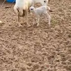 رخل رفيديه والد تحتها رخل توها ثنيه